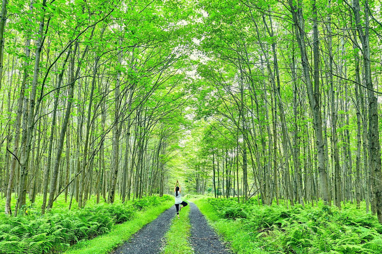 Der Baum – Tree Pose